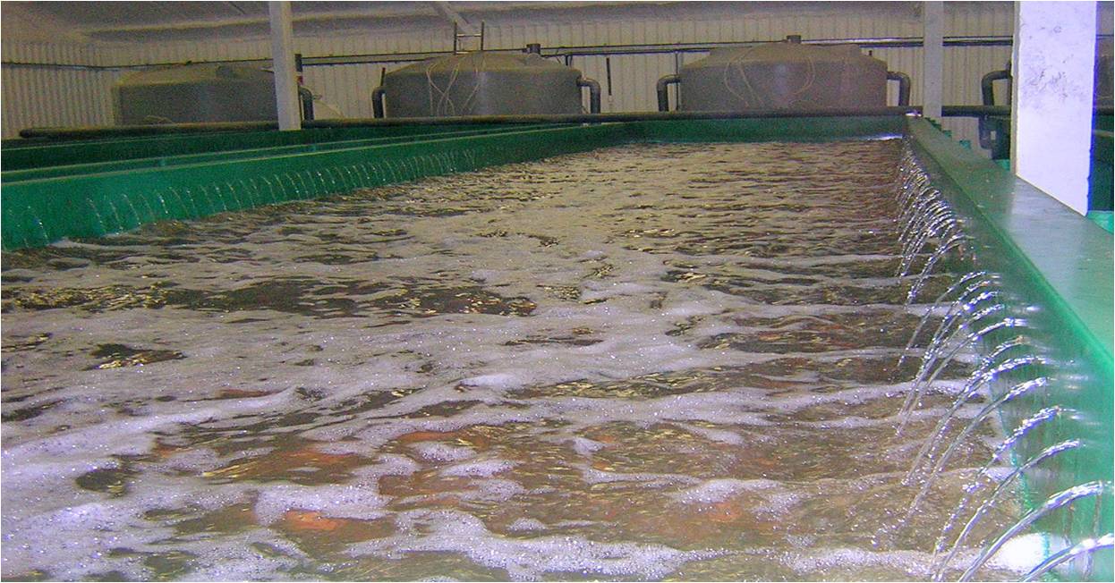 Recirculating Aquaculture System (RAS) & Fish Farm Water Conditioning