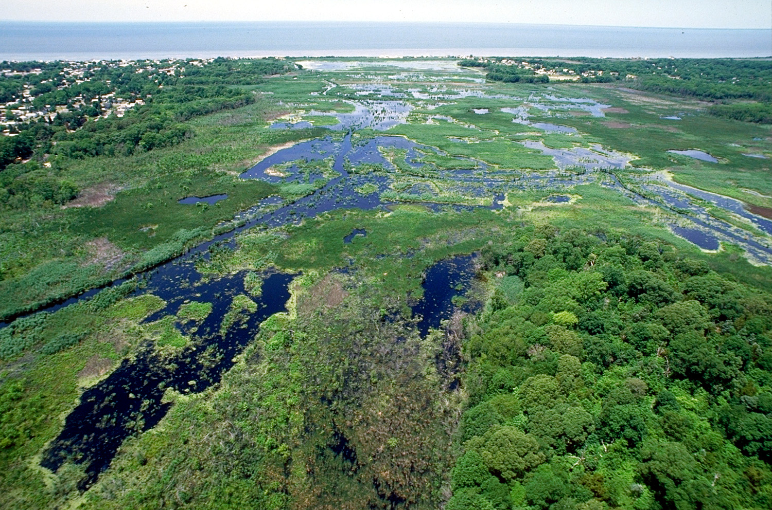 Natural Lakes, Urban Lagoons & Cyanobacteria Algal Bloom Control
